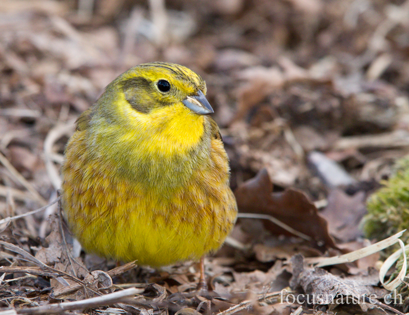 Bruant jaune 0083.jpg - Bruant jaune, Emberiza citrinella, Yellowhammer (Hornborgasjön, Suède, avril 2013)